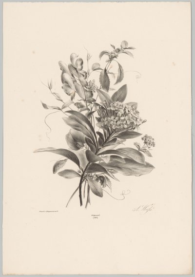 绣球花和其他花卉 Bloem en Fruit Studien (...) 第 10 集（系列标题） 作者 Desguerrois and Co.