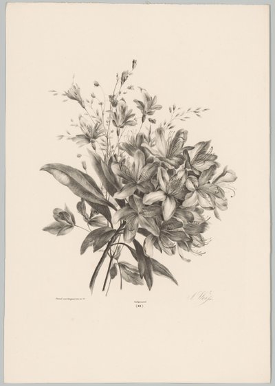 百合花
花卉和水果研究（......）第 10 期（系列名称） 作者 Desguerrois and Co.