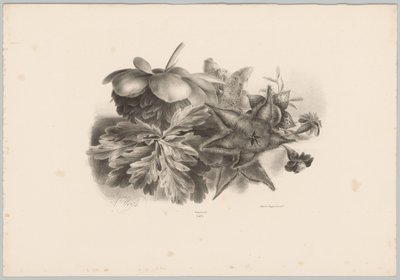 西番莲花和叶子
花卉和水果研究（......）第 10 期（系列名称） 作者 Desguerrois and Co.