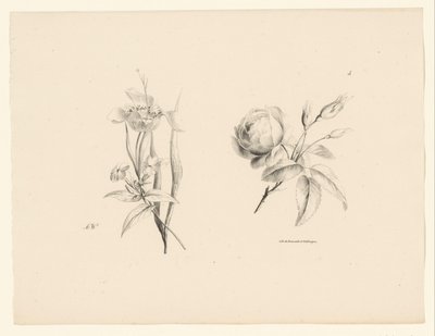 玫瑰和其他花 花与果（系列名） 作者 安东·魏斯
