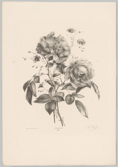 玫瑰和康乃馨般的花朵 Bloem en Fruit Studien (...) 第 10 集（系列标题） 作者 Desguerrois and Co.