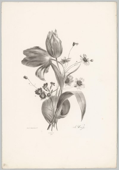 郁金香和雏菊
花卉和水果研究（......）第 10 期（系列名称） 作者 Desguerrois and Co.