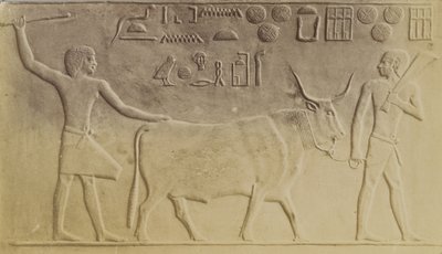 Sacred Bull at Saqqara 作者 安东尼奥·比托（Antonio Beato）