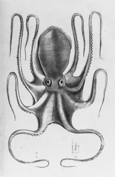 插图取自Ippolito Saluiani的“水族动物历史，第一本书”，1554年 作者 安东尼奥·拉弗里里（Antonio Lafreri）