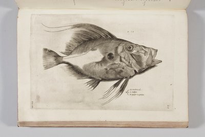 插图取自Ippolito Saluiani的“水族动物历史，第一本书”，1554年 作者 安东尼奥·拉弗里里（Antonio Lafreri）