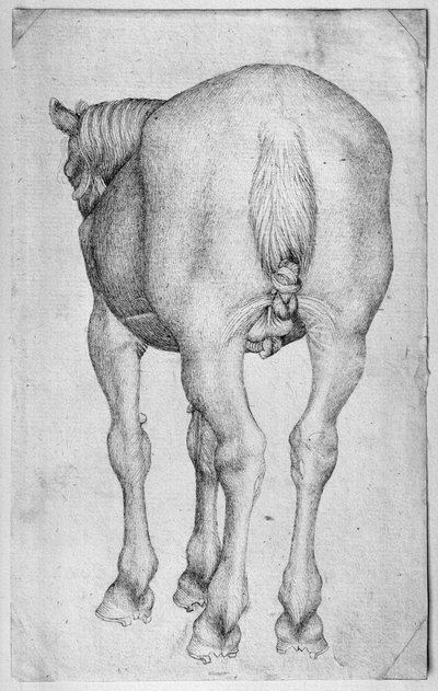 来自The Vallardi专辑的马 作者 Antonio Pisanello