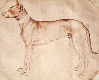 安东尼奥-皮萨诺（Antonio Pisano），又称皮萨内罗（Pisanello）（1395年前-约1455年）的猎犬研究，用钢笔和棕色墨水画的。 作者 安东尼奥·皮萨内洛