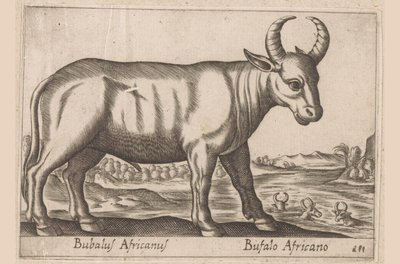 非洲水牛
Bubalus Africanus/非洲水牛（物品上的标题）
Dieren en fabelwezens（系列名称）
Nova raccolta de li animali più curiosi del mondo（系列名称） 作者 乔瓦尼·贾科莫·德罗西（可能）