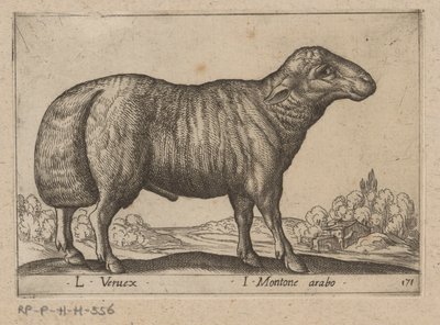阿拉伯公羊
L Veruex/ I Arabian ram（物上标题）
Dieren en fabelwezens（系列名称）
Nova raccolta de li animali più curiosi del mondo（系列名称） 作者 安东尼奥·坦佩斯塔