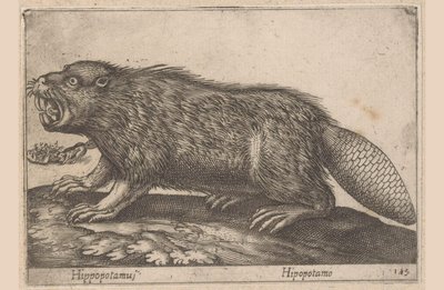 贝弗
河马/ Hipopotamus（物品上的标题）
Dieren en fabelwezens（系列名称）
Nova raccolta de li animali più curiosi del mondo（系列名称） 作者 安东尼奥·坦佩斯塔