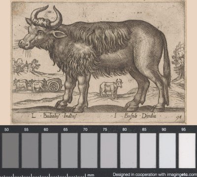 布菲尔
L Bubalus Indicus/ I Bufola Dindia（物品上的标题）
Dieren en fabelwezens（系列名称）
Nova raccolta de li animali più curiosi del mondo（系列名称） 作者 乔瓦尼·贾科莫·德罗西（可能）