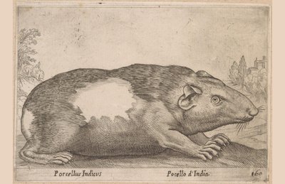 几内亚猪
Porcellus Indicus/ Pocello d