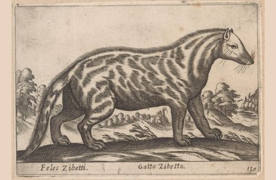 狸猫
Feles Zibetti/ Gatto Zibetto（物品上的标题）
Dieren en fabelwezens（系列名称）
Nova raccolta de li animali più curiosi del mondo（系列名称） 作者 乔瓦尼·贾科莫·德罗西（可能）