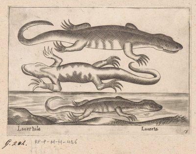 Drie hagedissen
Lucertula/ Lucerta（物品上的标题）
Dieren en fabelwezens（系列名称）
Nova raccolta de li animali più curiosi del mondo（系列名称） 作者 乔瓦尼·贾科莫·德罗西（可能）