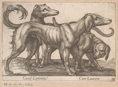 Drie honden
Canis Leporius/ Cane Liviriero（物品上的标题）
Dieren en fabelwezens（系列名称）
Nova raccolta de li animali più curiosi del mondo（系列名称） 作者 乔瓦尼·贾科莫·德罗西（可能）