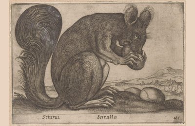 Eekhoorn
Sciurus/ Sciratto（物品上的标题）
Dieren en fabelwezens（系列名称）
Nova raccolta de li animali più curiosi del mondo（系列名称） 作者 乔瓦尼·贾科莫·德罗西（可能）