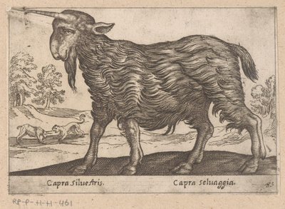Geit met één hoorn
Capra Silvestris/ Capra Selvaggia（物品标题）
Dieren en fabelwezens（系列标题）
Nova raccolta de li animali più curiosi del mondo（系列标题） 作者 安东尼奥·坦佩斯塔