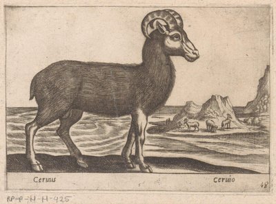宝石
Cerinis/Ceruio（物品上的标题）
Dieren en fabelwezens（系列名称）
Nova raccolta de li animali più curiosi del mondo（系列名称） 作者 乔瓦尼·贾科莫·德罗西（可能）