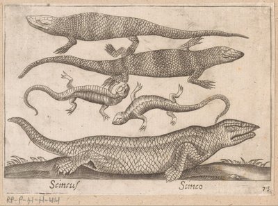 海格迪森
Scincus/ Scinco（物品上的标题）
Dieren en fabelwezens（系列名称）
Nova raccolta de li animali più curiosi del mondo（系列名称） 作者 乔瓦尼·贾科莫·德罗西（可能）
