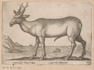 赫尔特 Capreulus Marinus/ Capriolo Marino（物体上的标题） Dieren en fablewezens（系列标题） 世界上最好奇的动物的新收藏（系列标题） 作者 乔瓦尼·贾科莫·德罗西（可能）