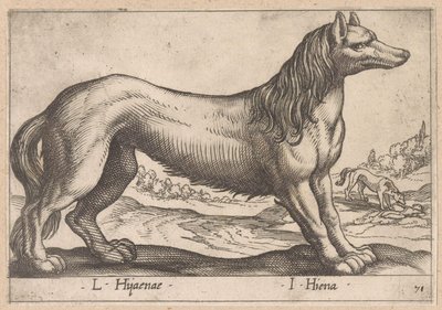 鬣狗
L Hijanae/ I Hiena（物品上的标题）
Dieren en fabelwezens（系列名称）
Nova raccolta de li animali più curiosi del mondo（系列名称） 作者 乔瓦尼·贾科莫·德罗西（可能）