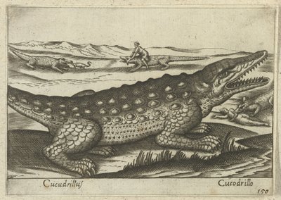 Krokodil
Cucudrillus/Cucodrillo（物体上的标题）
Dieren en fabelwezens（系列名称）
Nova raccolta de li animali più curiosi del mondo（系列名称） 作者 乔瓦尼·贾科莫·德罗西（可能）