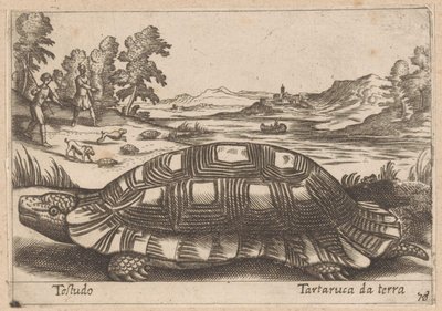 地垫
陆龟（物品上的标题）
Dieren en fabelwezens（系列标题）
Nova raccolta de li animali più curiosi del mondo（系列名称） 作者 乔瓦尼·贾科莫·德罗西（可能）