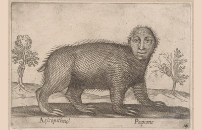 卢亚尔
Aescopitheus/ Papione（物品上的标题）
Dieren en fabelwezens（系列名称）
Nova raccolta de li animali più curiosi del mondo（系列名称） 作者 安东尼奥·坦佩斯塔