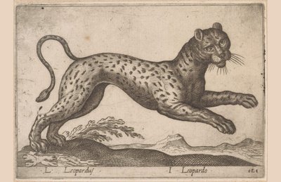 Luipaard
L Leopardus/ I Leopard（物品上的标题）
Dieren en fabelwezens（系列名称）
Nova raccolta de li animali più curiosi del mondo（系列名称） 作者 乔瓦尼·贾科莫·德罗西（可能）