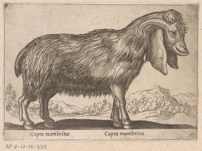 Mambrina geit
Capra mambrina/ Capra mambrina（物名）
Dieren en fabelwezens（系列名称）
Nova raccolta de li animali più curiosi del mondo（系列名称） 作者 乔瓦尼·贾科莫·德罗西（可能）