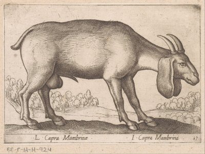 Mambrina geit
L Capra Mambrinae/ I Capra Mambrina（物品上的标题）
Dieren en fabelwezens（系列标题）
Nova raccolta de li animali più curiosi del mondo（系列名称） 作者 乔瓦尼·贾科莫·德罗西（可能）