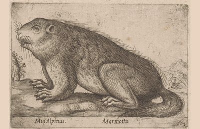 旱獭
旱獭（物体上的标题）
Dieren en fabelwezens（系列名称）
Nova raccolta de li animali più curiosi del mondo（系列名称） 作者 乔瓦尼·贾科莫·德罗西（可能）