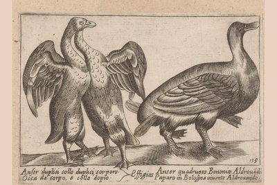 Misvormde ganzen
Anser duplici collo duplici corpore/ / Effigies/ Anser quadrupes Bononiae Aldrovadi/ Occa de corpo, e collo dopio/ Paparo in Bologna vivente Aldrovando (物品上的标题)
Dieren en fabelwezens（系列标题）
Nova raccolta de li animali p 作者 乔瓦尼·贾科莫·德罗西（可能）