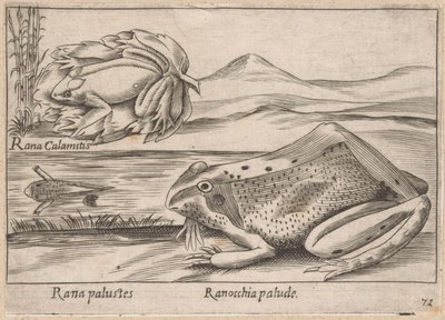 沼泽蛙
Rana palustes/沼泽蛙（物品上的标题）
Dieren en fabelwezens（系列名称）
Nova raccolta de li animali più curiosi del mondo（系列名称） 作者 乔瓦尼·贾科莫·德罗西（可能）
