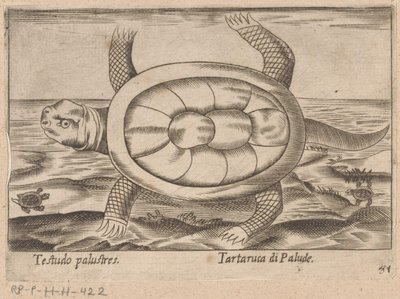 Moerasschildpad
沼泽龟（物品上的标题）
Dieren en fabelwezens（系列标题）
Nova raccolta de li animali più curiosi del mondo（系列名称） 作者 乔瓦尼·贾科莫·德罗西（可能）