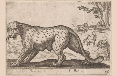 黑豹
L Panthera/ I Pantera（物品上的标题）
Dieren en fabelwezens（系列名称）
Nova raccolta de li animali più curiosi del mondo（系列名称） 作者 乔瓦尼·贾科莫·德罗西（可能）