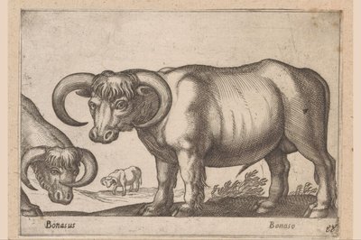 Runderen Bonasus/ Bonaso (title on object) Dieren en fabelwezens (series title) Nova raccolta de li animali piu curiosi del mondo (series title) 作者 乔瓦尼·贾科莫·德罗西（可能）