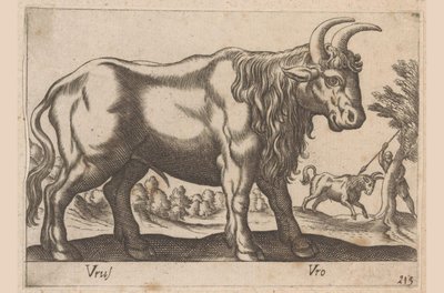 Stier
Vrus/Vro（物品上的标题）
Dieren en fabelwezens（系列名称）
Nova raccolta de li animali più curiosi del mondo（系列名称） 作者 乔瓦尼·贾科莫·德罗西（可能）
