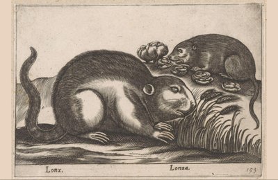 两种麝香
Lonx/ Lonza（物品上的标题）
Dieren en fabelwezens（系列名称）
Nova raccolta de li animali più curiosi del mondo（系列名称） 作者 乔瓦尼·贾科莫·德罗西（可能）