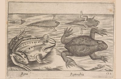 Vijf stadia van een kikker Rana/ Ranocchia (title on object) Dieren en fabelwezens (series title) Nova raccolta de li animali piu curiosi del mondo (series title)   1407920   zh       chinese Successfully Translated  Original: Greeks on a ship Allegory of  作者 乔瓦尼·贾科莫·德罗西（可能）