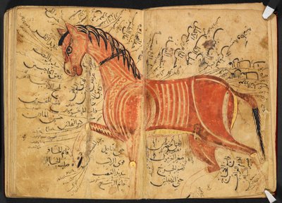马，摘自 Azdī, Aḥmad ibn ʿAtīq 的《Kitāb al-bayṭarah》。 作者 阿拉伯语学校