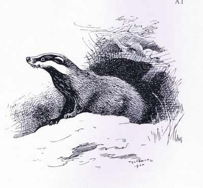 Badger，由图书俱乐部协会出版。 作者 阿奇博尔德·索伯恩