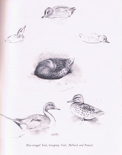 Blue Winged Teal，Garganey，Teal，Mallard和Pintail，1938 作者 阿奇博尔德·索伯恩