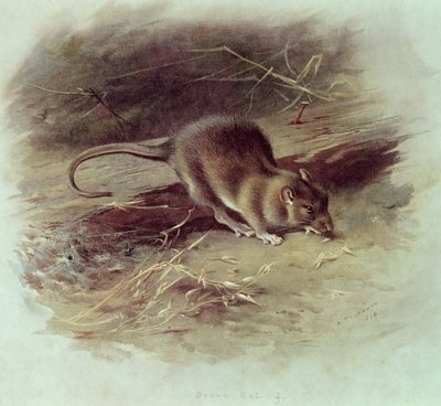 褐鼠（Rattus norvegicus）1918 作者 阿奇博尔德·索伯恩