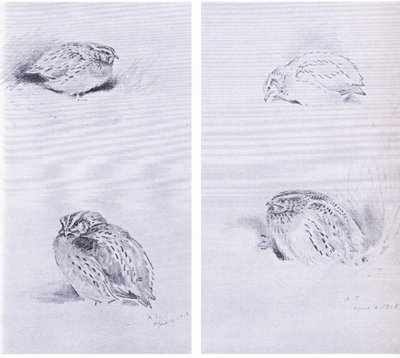 常见的鹧鸪和鹌鹑，酒吧。 作者：Book Club Associates 作者 阿奇博尔德·索伯恩