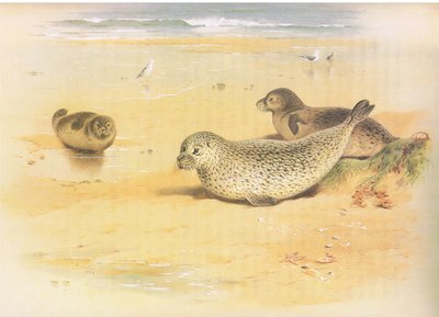Common Seal，来自Longmans and Co出版的Thorburns哺乳动物，c。 1920 作者 阿奇博尔德·索伯恩