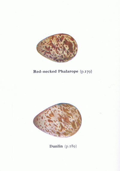 鸡蛋：Red Necked Phalarope和Dunlin，来自不列颠群岛的鸟类及其鸡蛋，由Frederick Warne＆Co Ltd出版，1958年 作者 阿奇博尔德·索伯恩