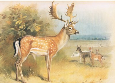 来自Longmans and Co出版的Thorburns Mammals的Fallow De，c。 1920 作者 阿奇博尔德·索伯恩