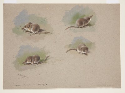小泼妇的四个小插图，约1915年（纸上水彩和铅笔体彩）。 作者 阿奇博尔德·索伯恩