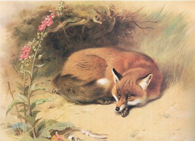 福克斯与Foxgloves，来自Longmans and Co出版的Thorburns Mammals，c。 1920 作者 阿奇博尔德·索伯恩